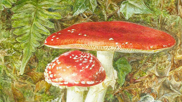 One of Beatrix Potter's mushrooms
