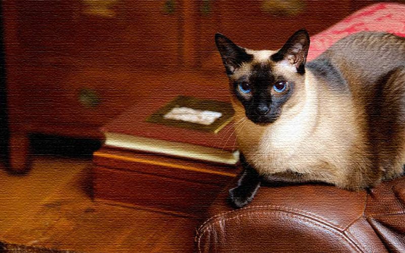 Lilian Jackson Braun: A Late-Blooming Author and Her Fabulous Feline ...