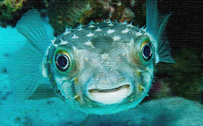 secret-weird-puffer-fish